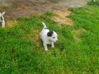 Jack russell terrier. Skk registrerade