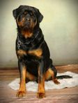 rottweiler hane SKK