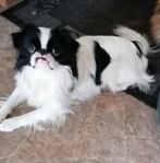 Japanese chin 