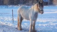 Irish cob sto med föl vid sidan.