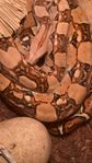 Boa constrictor imperator