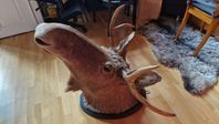 Moose head wall mounted 