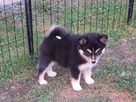 Finsk lapphund valpar