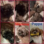 Shihtzu/LhasaApso valpar