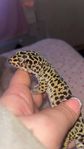 leopardgecko