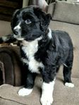 Australian Shepherd hanvalp