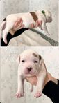 amstaff blandras 