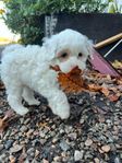 maltipoo valpar