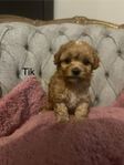 maltipoo valpar