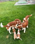 Welsh springer spaniel