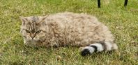 Selkirk rex 