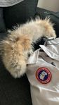 Canada goose chilliwack