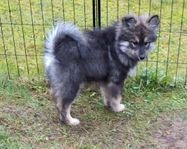 Finsk lapphund valpar