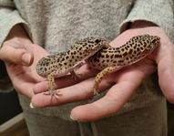 2 st Leopardgeckos med terrarium