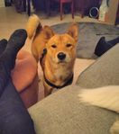 Shiba inu, hane, ett år gammal