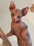 Underbara sphynx(nakenkatt) kattungar med stamtavla!