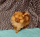 Pomeranian 