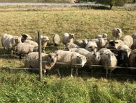 Får tackor finull o texel