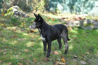 Canaan dog