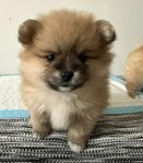 pomeranian tik valp