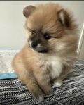 pomeranian hona valpar