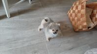 pomeranian valp 19 veckor