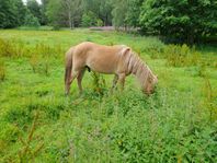 blivande 3års hingst. med toppstamm för trav