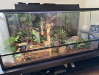 Terrarium inkl majsorm 