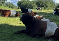 Belted Galloway