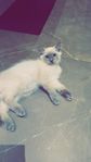 Ragdoll kattunge 17 veckor. HANE