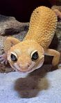 leopardgeckos