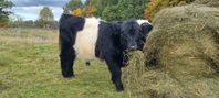 Belted Galloway 