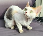 DEVON REX HONA