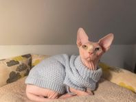 Sphynx hane