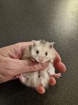 Hamsterungar