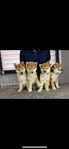 Shiba Inu valpar 