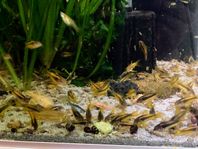 Corydoras gold laser 