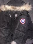 canada goose