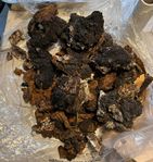 Chaga