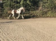 fantastisk Irish cob hingstföl 