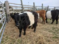 Belted Galloway & Highland Cattle