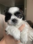 Valpar Shih tzu/ Bichon havanaise