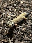 leopardgecko 