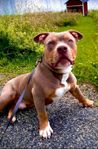 American Bully XL