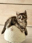 SVEA Maine Coon/Norsk SK