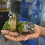 Conure ungar 2024