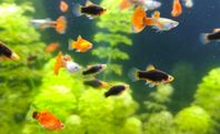 Platy over 5st 15kr st20kr