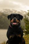 Rottweiler valpar