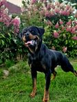 Rottweiler hane 2.5 år