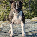 Staffordshire bullterrier valpar